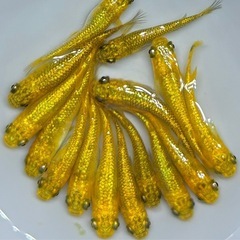 サンシャイン　ラメ系ヒレ長系　メダカ　 【現物】　若魚〜産卵サイズ　めだか 15匹の画像