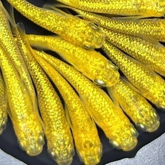 サンシャイン　ラメ系ヒレ長系　メダカ　 【現物】　若魚〜産卵サイズ　めだか 15匹の画像