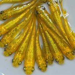 サンシャイン　ラメ系ヒレ長系　メダカ　 【現物】　若魚〜産卵サイズ　めだか 15匹の画像