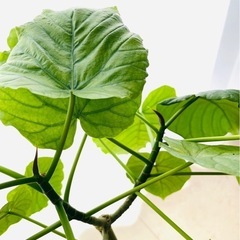 ウンベラータ　6号鉢の画像