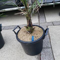 フェニックスカナリーヤシの画像