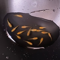 メダカ  黄金べっ甲　ショートボディの画像