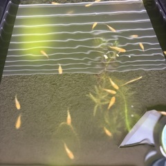 メダカ  黄金べっ甲　ショートボディの画像