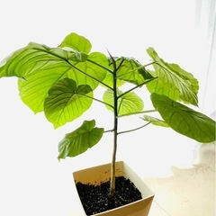 ウンベラータの画像