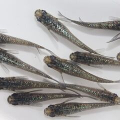 ブルーラメメダカ 3匹セット 500円 - 道の駅にのみやで販売しております。亀田養魚の画像