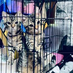 里親募集です。
