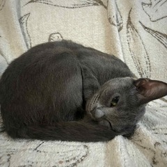 優しい里親さんを探しています