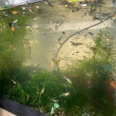 お取引決まりました。🐠国産ミックスグッピー　幼魚〜成魚　50匹🐠8／30（土）12時〜17時の画像