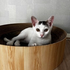 白ブチのラクちゃん🐱メス