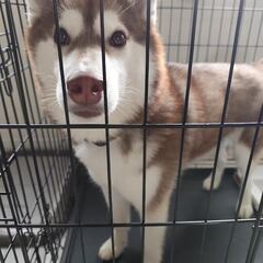 ハスキー１歳8か月　メス