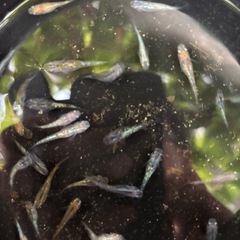 ミックスメダカ25匹➕α
サファイア等のラメ系多め、選別漏れ含む)の画像