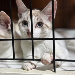 キレイで甘えん坊シャム風猫 - 猫