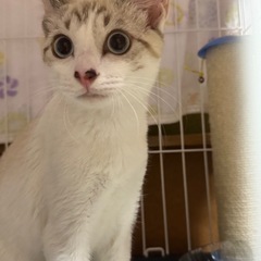 キレイで甘えん坊シャム風猫