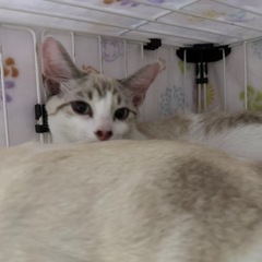 キレイで甘えん坊シャム風猫 - 三豊市