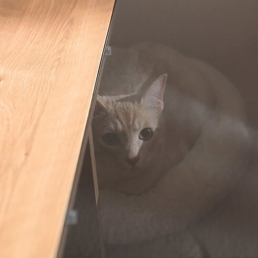【猫飼い必見】ローテーブル 猫と暮らそう 強化ガラス使用 木製 国産 日本製 リビングテーブル センターテーブル  LOWYA