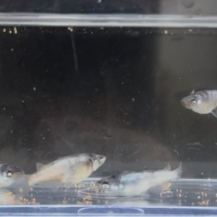 【メダカ】和墨白銀　墨薄め♀5匹　2000円の画像