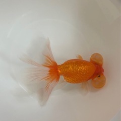 金魚　スイホウガンの画像