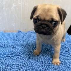 パグ子犬お値下げ中