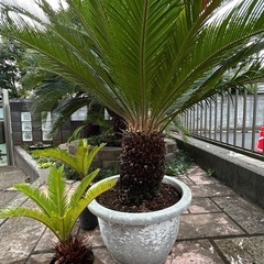 ソテツの画像