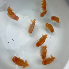 🐟金魚ランチュウ🐟の画像