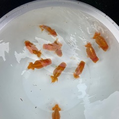 🐟金魚ランチュウ🐟の画像