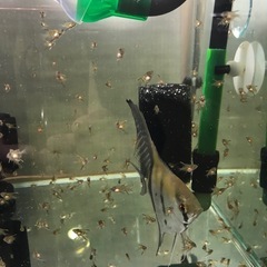 アルタムエンゼル稚魚の画像