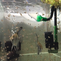 アルタムエンゼル稚魚の画像