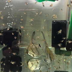 アルタムエンゼル稚魚の画像