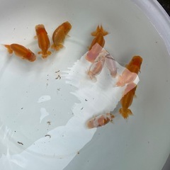 🐟金魚ランチュウ1🐟の画像