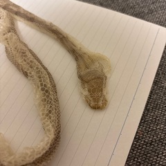 ヘビの抜け殻の画像