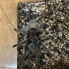 ブラジリアンブラック　タランチュラの画像