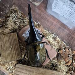 ヘラクレスヘラクレス♂単の画像