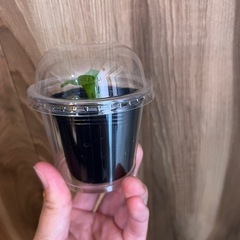 ビカクシダ　リドレイ（幼苗）の画像