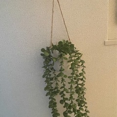 インテリア　観葉植物　ぶら下げ可能　フェイクの画像