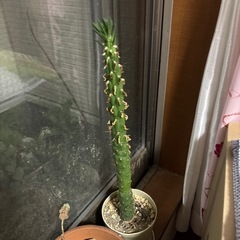 植物の画像