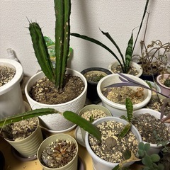 植物の画像