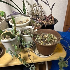 植物の画像