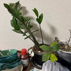 植物の画像