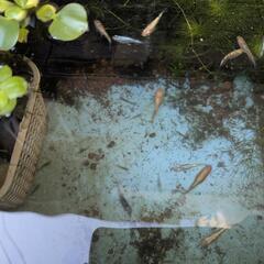 メダカ稚魚10匹、メダカ餌15g、水草3種の画像
