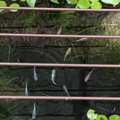 メダカ稚魚10匹、メダカ餌15g、水草3種の画像