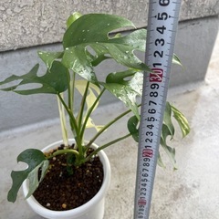 【観葉植物】斑入り　姫モンステラの画像