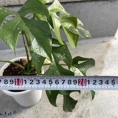 【観葉植物】斑入り　姫モンステラの画像