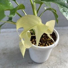 【観葉植物】斑入り　姫モンステラの画像