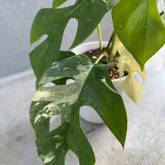 【観葉植物】斑入り　姫モンステラの画像