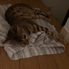 未去勢メスベンガル里親募集