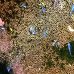 ラムネブルー💙若魚⒎匹＊ロングフィン.メダカ の画像
