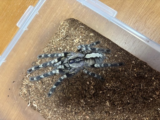 ?タランチュラ 譲渡（2種）