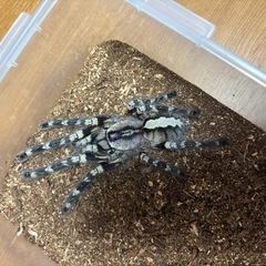 🕷タランチュラ 譲渡（2種）の画像