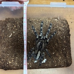 🕷タランチュラ 譲渡（2種）の画像
