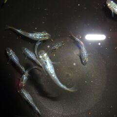 (決まりました)めだか(アテナ)（12匹）の画像